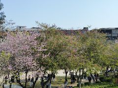 -金砂公园