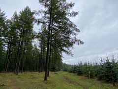 -塞罕坝国家级自然保护区