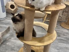 -楼上猫咖(罗湖店)