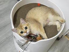 -猫大福·Fortune Cat猫舍(百子湾店)