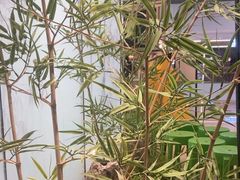 -绿茶餐厅(淮安吾悦广场店)