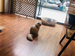 -猫友咖啡店(玉林西路店)