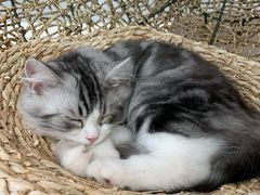 -飞行喵MR PILOT|猫舍·猫咖(静安大融城店)