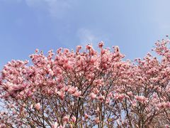 -洛阳市隋唐城遗址植物园
