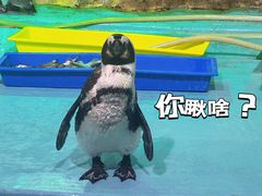 -哈尔滨极地公园