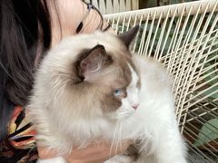 -喵屿·大理花园猫咖