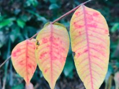 -杭州半山国家森林公园