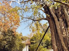 -上海佘山国家森林公园天马山园