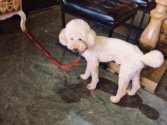 -静香HOUSE·全时段融合餐厅(七星欢乐颂店)