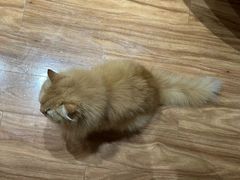 -MOCHA明星猫咖(田子坊店)