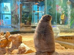 -昆明大悦城未来动物城(螺蛳湾中心店)