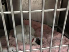 -艾吉宠物医院·疑难杂症转诊中心·猫友好(碧江路院)