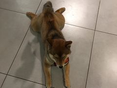 -柴务处·柴犬主题狗咖