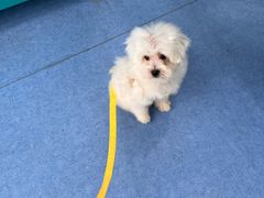 -博特宠物医院24h犬猫全科.骨科·异宠