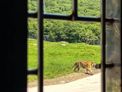 -横道河子东北虎林园