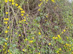 -南京外国语学校(仙林分校西区)