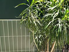-鹤茶野所(上海首店)