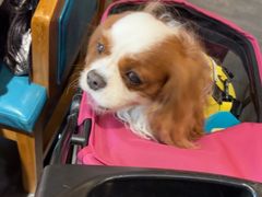 -九田家黑牛烤肉料理(华侨城店)