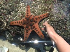 -新加坡海洋生态馆