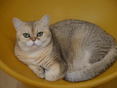 -有喵·猫咖·狗咖·40+猫狗有小奶狗(岗厦店)