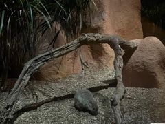 -夜间野生动物园