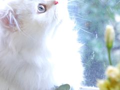 -喵zoo家庭繁育猫舍(尖东智能花园店)