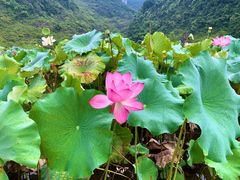 -靖西鹅泉风景区