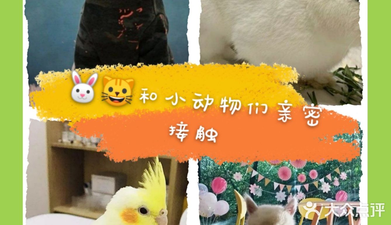 🐰和小动物亲密接触🐱