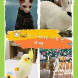 🐰和小动物亲密接触🐱