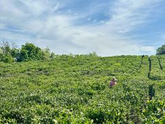 -南京市江宁方山