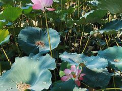 -莲池书院博物馆
