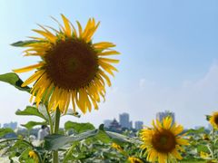 -顺峰山公园