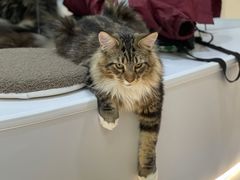 -COLOR PETS 撸猫馆·购猫·猫咖(长风大悦城店)