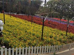 -金马仑薰衣草花园(Cameron Lavender)