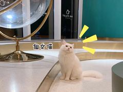 -飞行喵MR PILOT|猫舍·猫咖(静安大融城店)