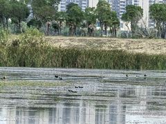 -贡湖湾湿地公园