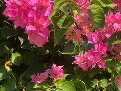-丽泽山庄·生态怀柔菜·虹鳟鱼(红螺寺店)