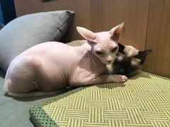 -CAT’S MEWSTAR CAFE·喵星球猫屋(晴湾咖啡店)
