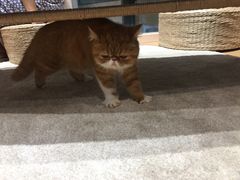-瞄一喵猫咖(格力海岸店)