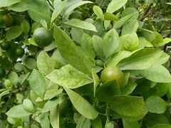 -万源龙顺度假庄园生态观光园