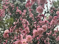 -无锡梅园公园