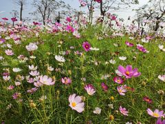 -芒洲湿地公园