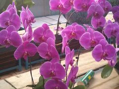 -三圣花乡旅游区