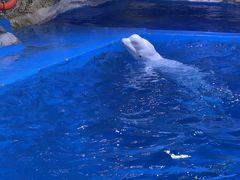 -海合安青岛极地海洋公园