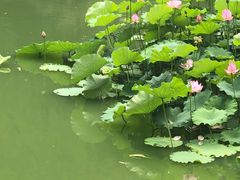 -北京民族园葉子里酒店(鸟巢店)