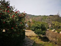 -雨花胜境