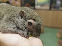 -藦茜花园宠物主题亲子互动体验馆(国顺东路店)