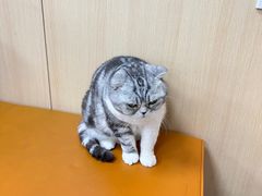 -申普宠物医院·心脏介入·心血管微创(总院)