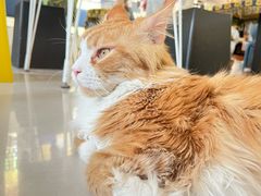 -平行世界·猫咖(首经贸店)