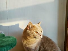 -Catmate·猫肥家润(金润铂宫店)